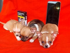 Vand puisori de Chihuahua superbi